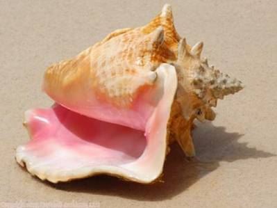 lambi guadeloupe